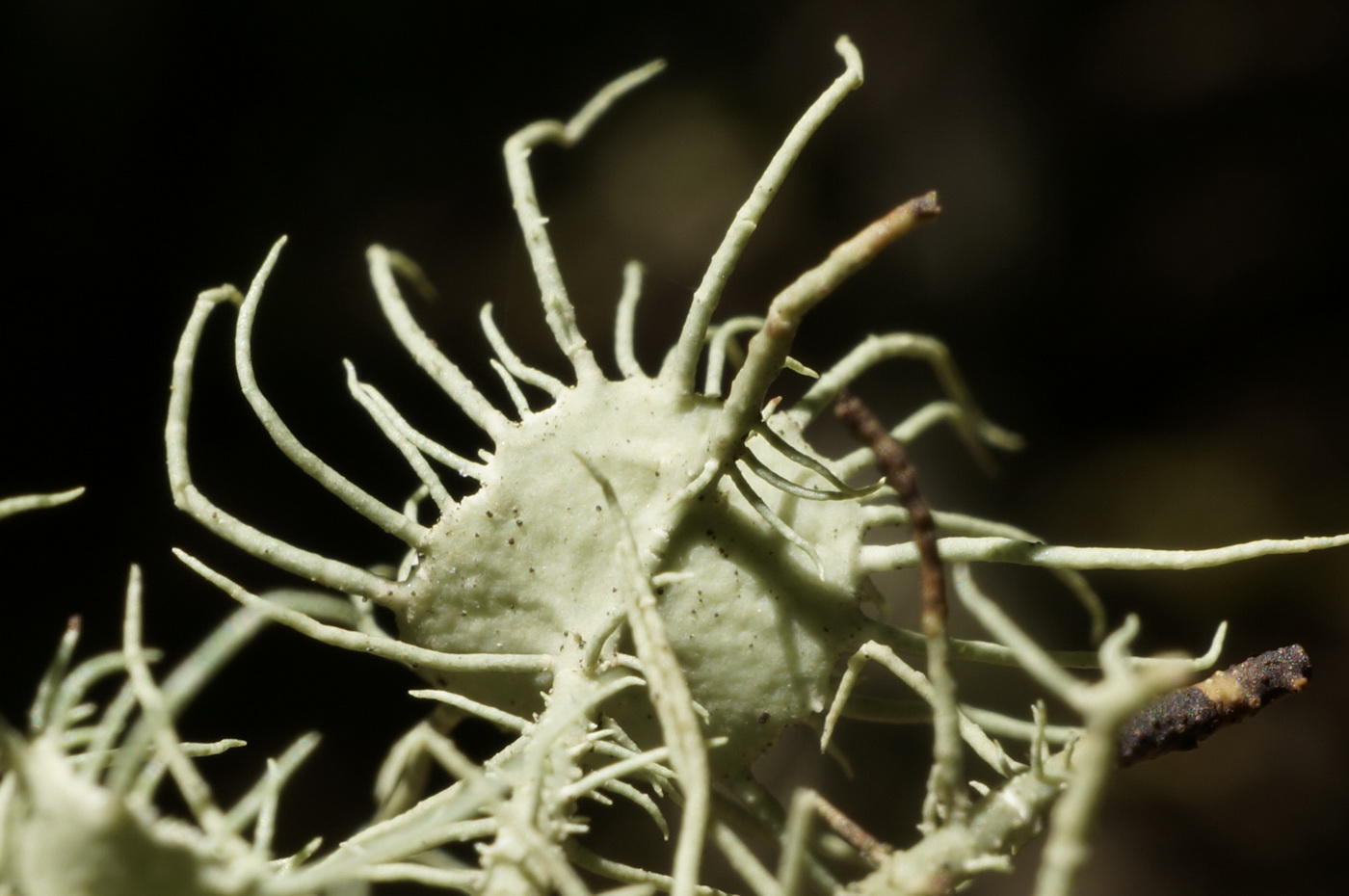 Image of Usnea florida specimen.