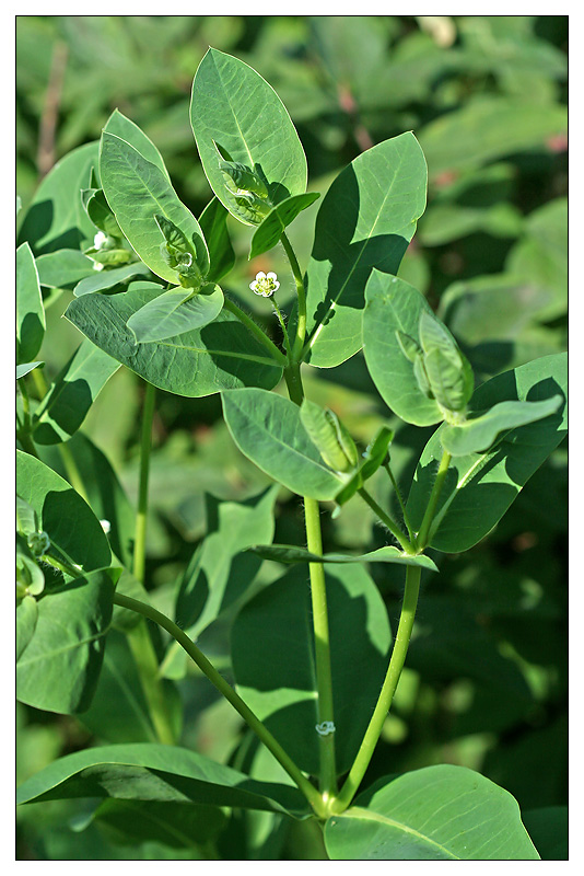 Изображение особи Euphorbia marginata.