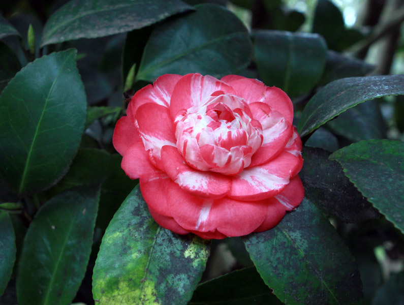 Image of Camellia japonica specimen.
