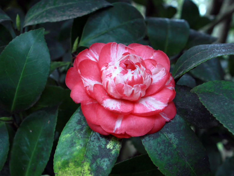 Изображение особи Camellia japonica.