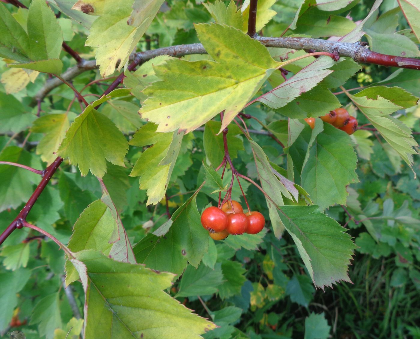 Image of Crataegus chlorocarpa specimen.