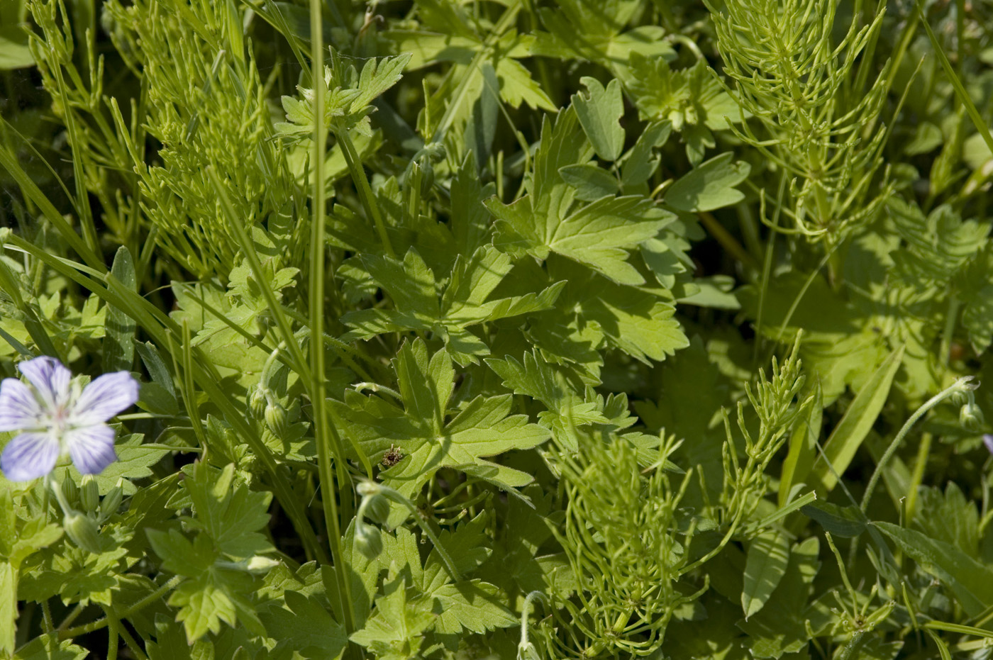 Изображение особи Geranium wlassovianum.