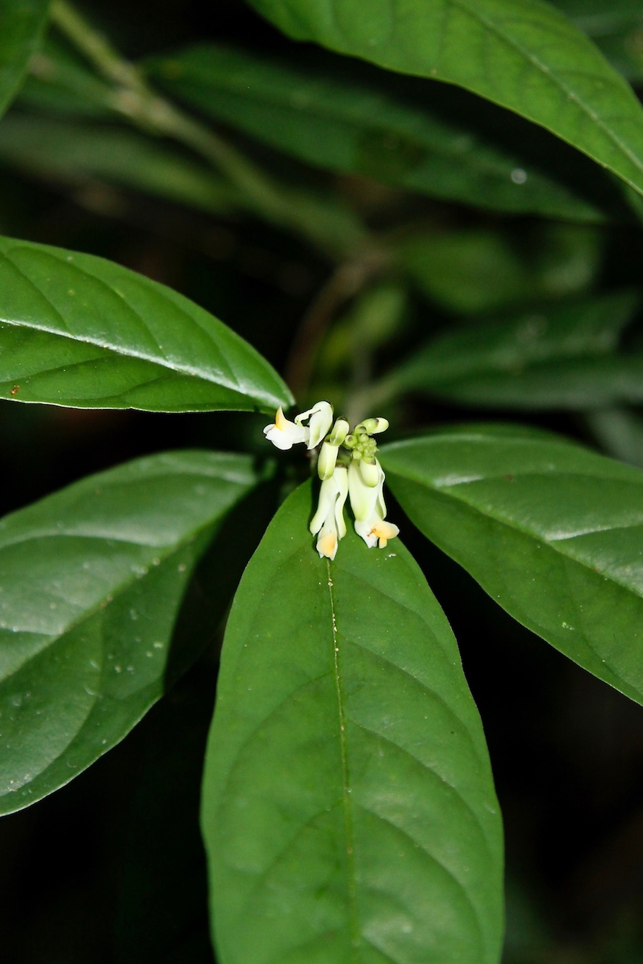 Image of Caamembeca laureola specimen.