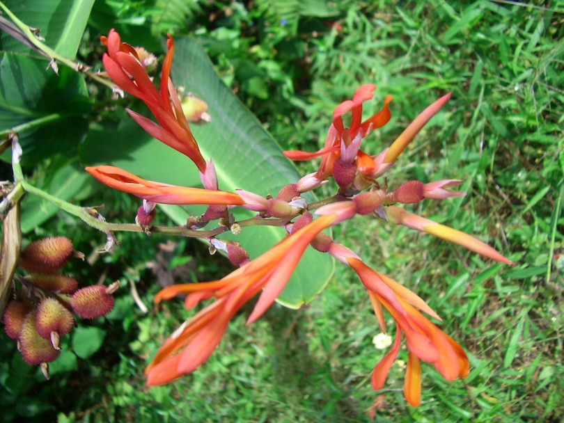 Изображение особи Canna paniculata.