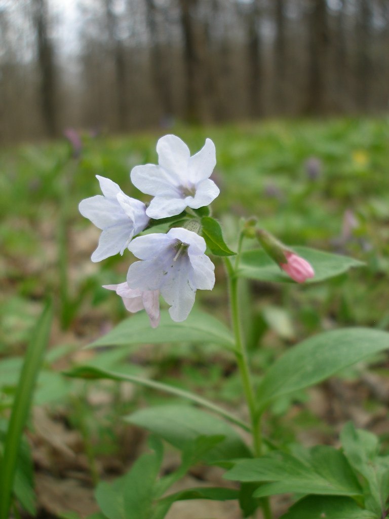 Изображение особи Pulmonaria obscura.