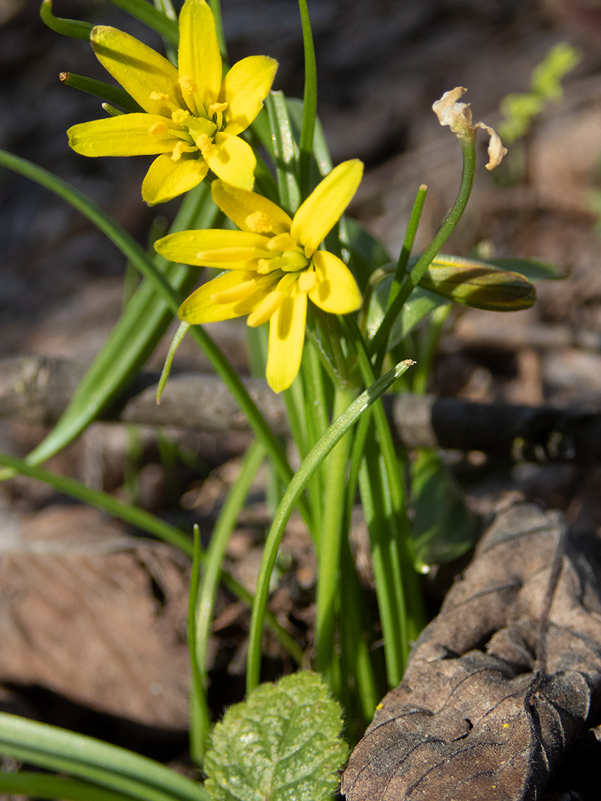 Изображение особи Gagea erubescens.