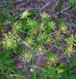 Heracleum sibiricum