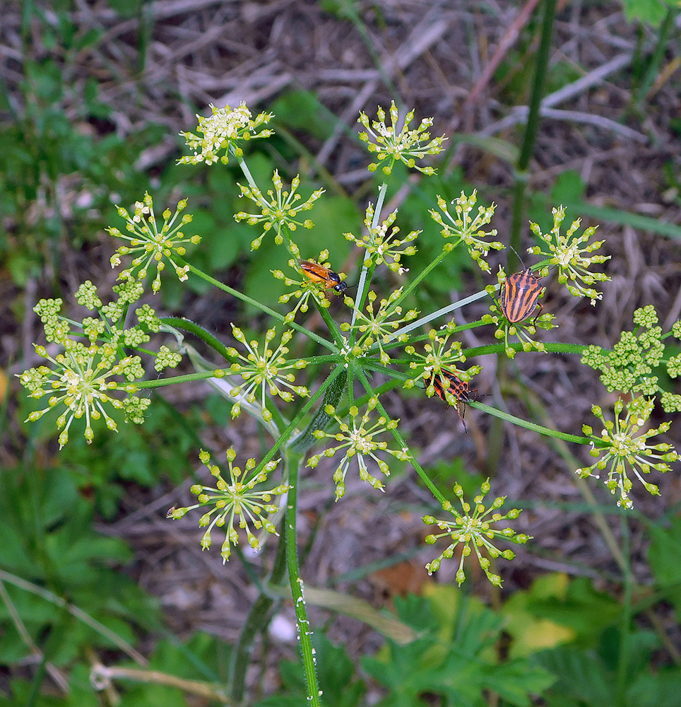 Изображение особи Heracleum sibiricum.