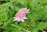Astrantia maxima. Соцветия. Карачаево-Черкесия, Домбай, долина р. Домбай-Ульген выше Русской поляны, около 2000 м н.у.м. 21.07.2010.
