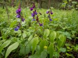 Lathyrus vernus. Верхушки цветущих побегов в каплях дождя. Московская обл., г. Дубна, лесопарк, смешанный лес. 22.05.2020.