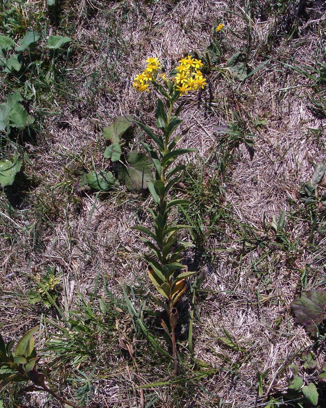 Image of genus Senecio specimen.