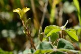 Oxalis corniculata. Верхушка растения с соцветием. Краснодарский край, Лазаревский р-н, окр. с. Ордынка, 170 м н.у.м., поляна. 02.08.2020.