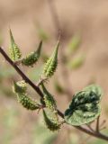 Cleome lipskyi