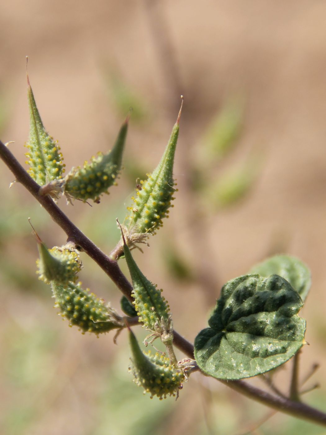 Image of Cleome lipskyi specimen.