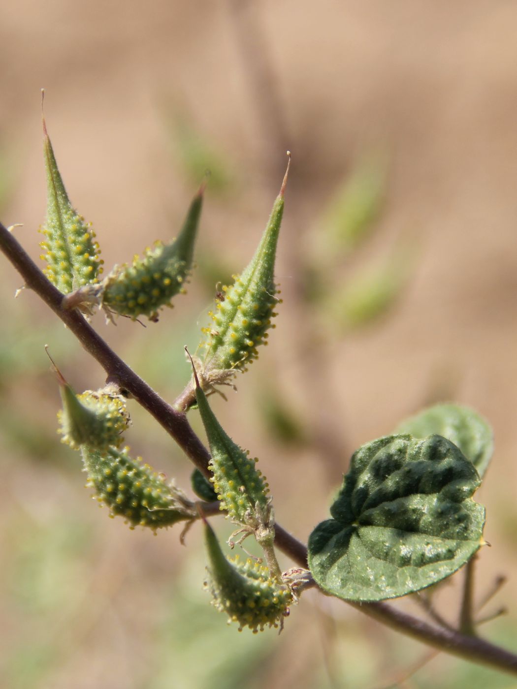 Изображение особи Cleome lipskyi.