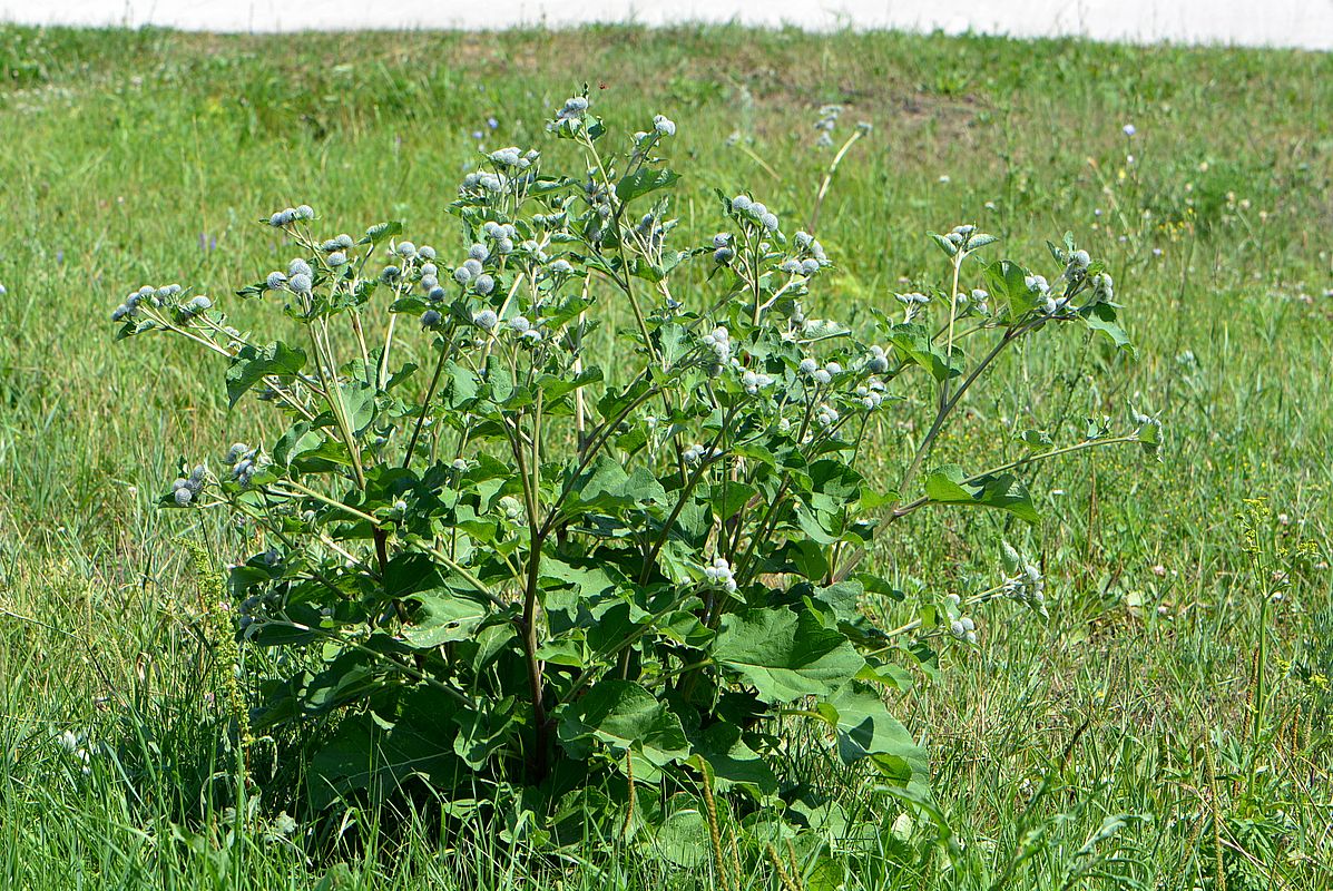 Изображение особи Arctium tomentosum.