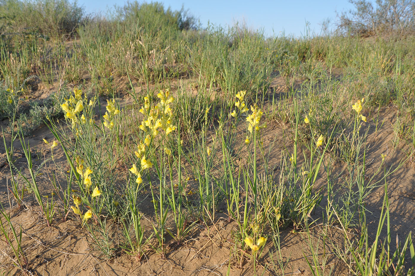 Image of Linaria dolichoceras specimen.