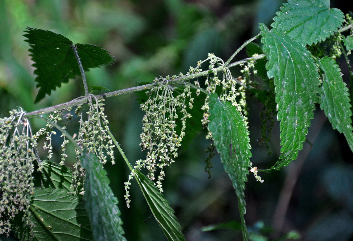 Изображение особи Urtica dioica.