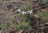 Dianthus acicularis