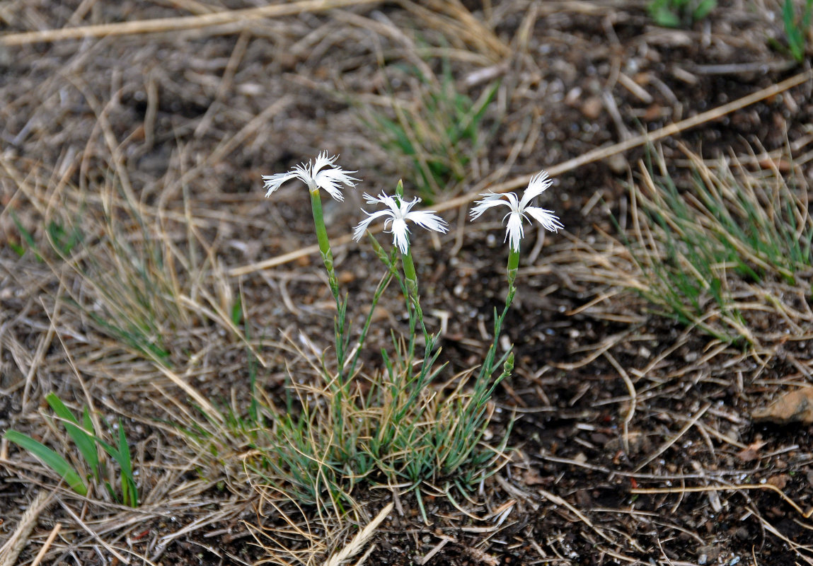 Изображение особи Dianthus acicularis.