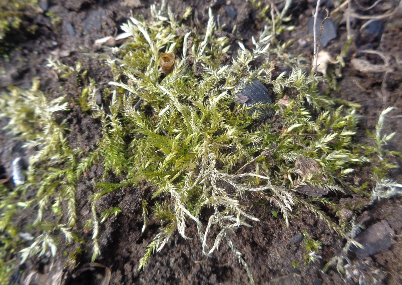 Изображение особи семейство Brachytheciaceae.