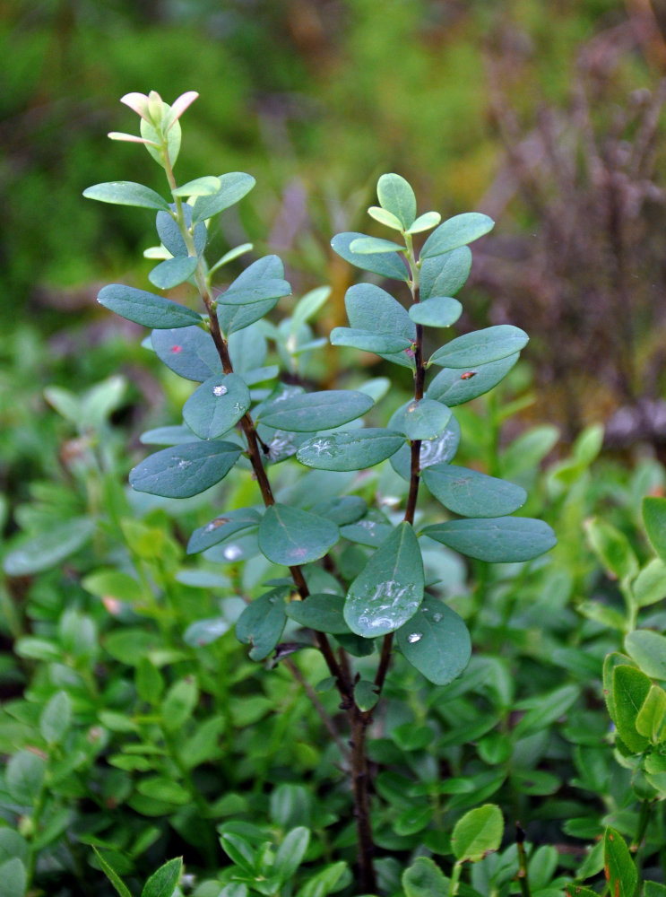 Image of Vaccinium uliginosum specimen.