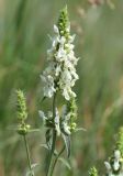 Stachys recta