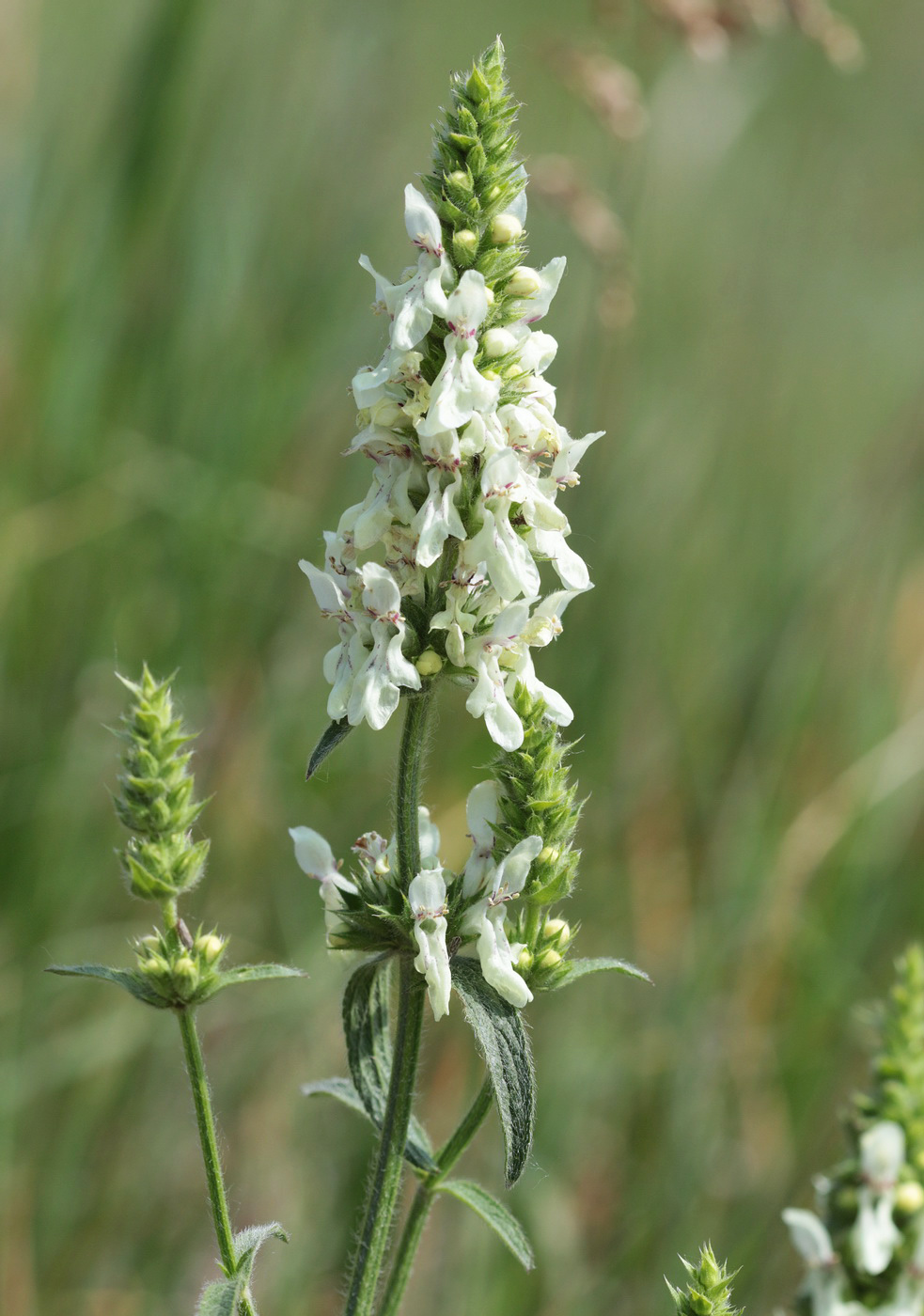 Изображение особи Stachys recta.