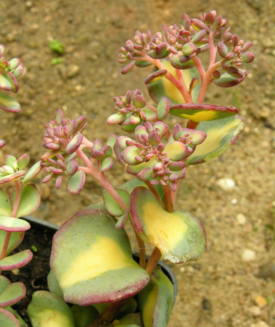 Image of Hylotelephium sieboldii specimen.