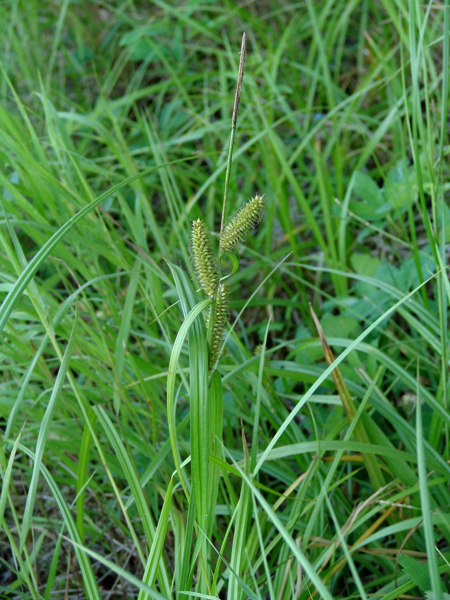 Изображение особи Carex rhynchophysa.