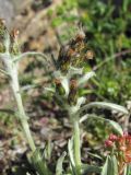 Omalotheca supina