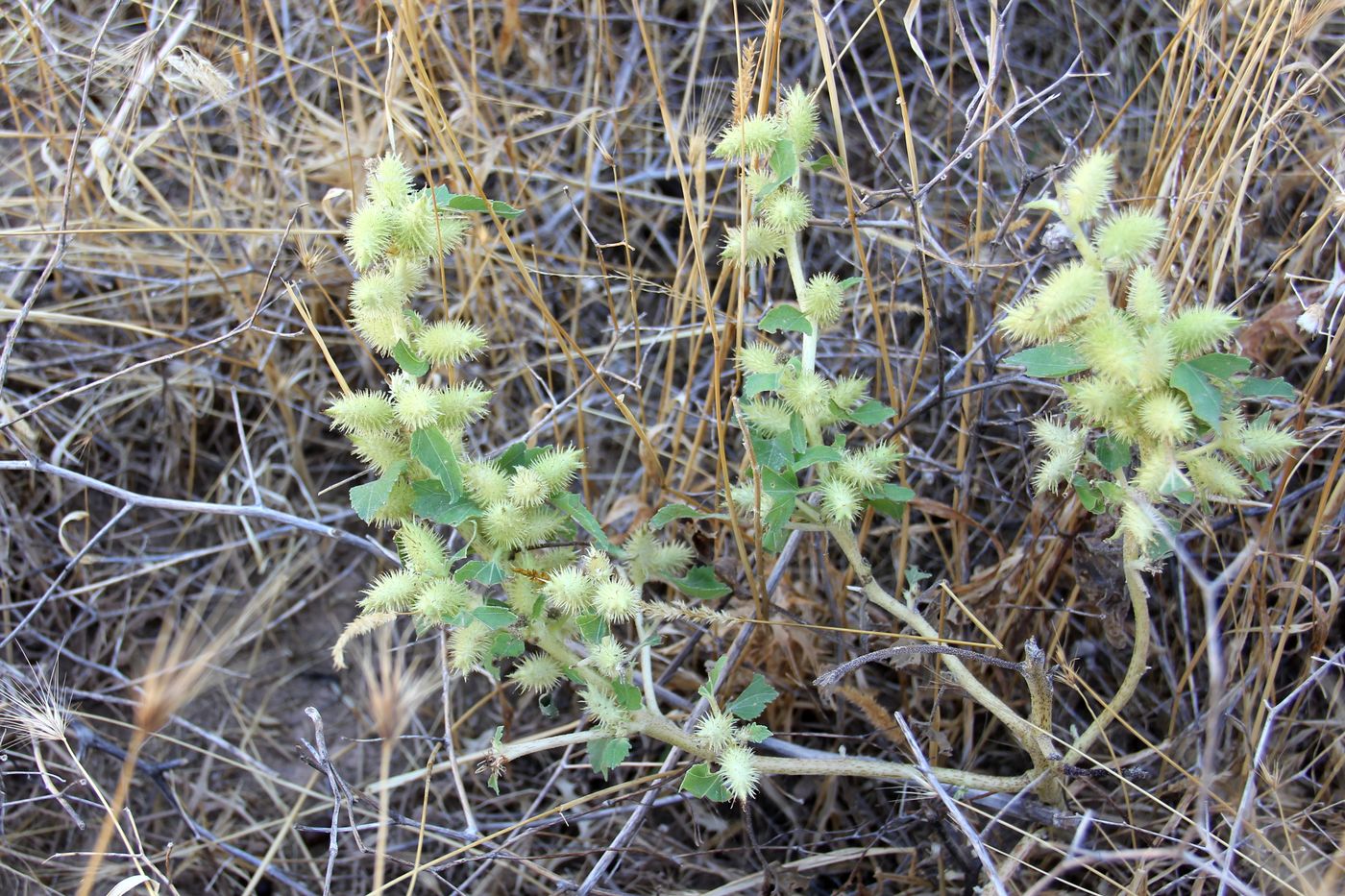 Image of Xanthium orientale specimen.