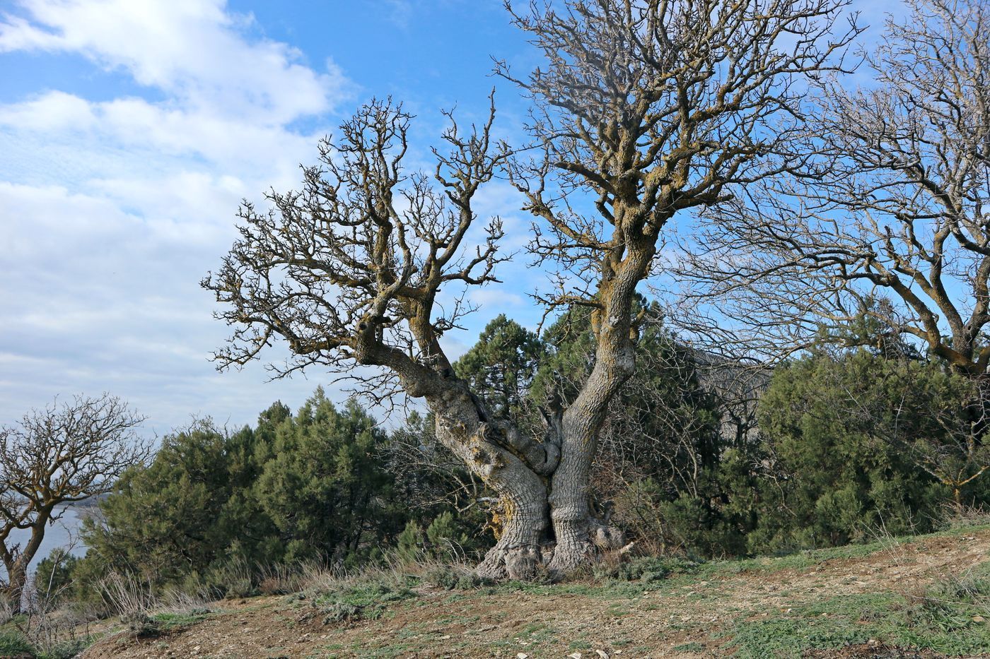 Image of Pistacia mutica specimen.