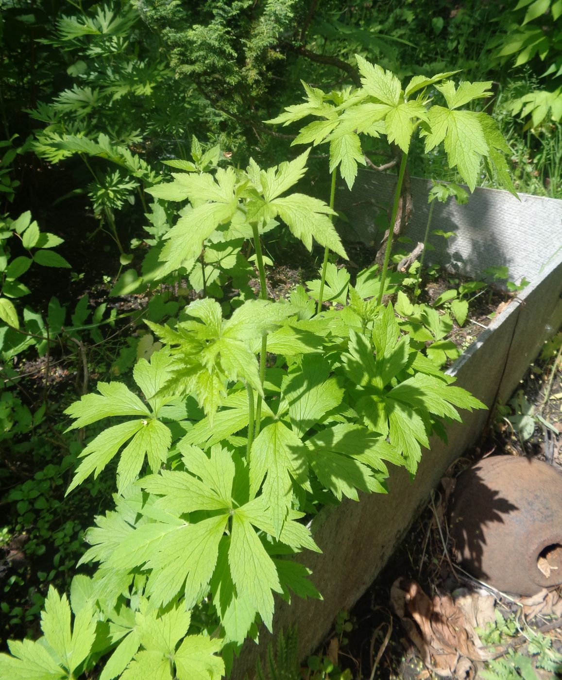 Изображение особи семейство Ranunculaceae.