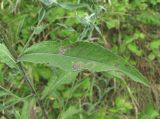 Centaurea jacea подвид substituta. Лист с минами. Краснодарский край, Абинский р-н, ст-ца Холмская, берег р. Хабль. 21.07.2020.