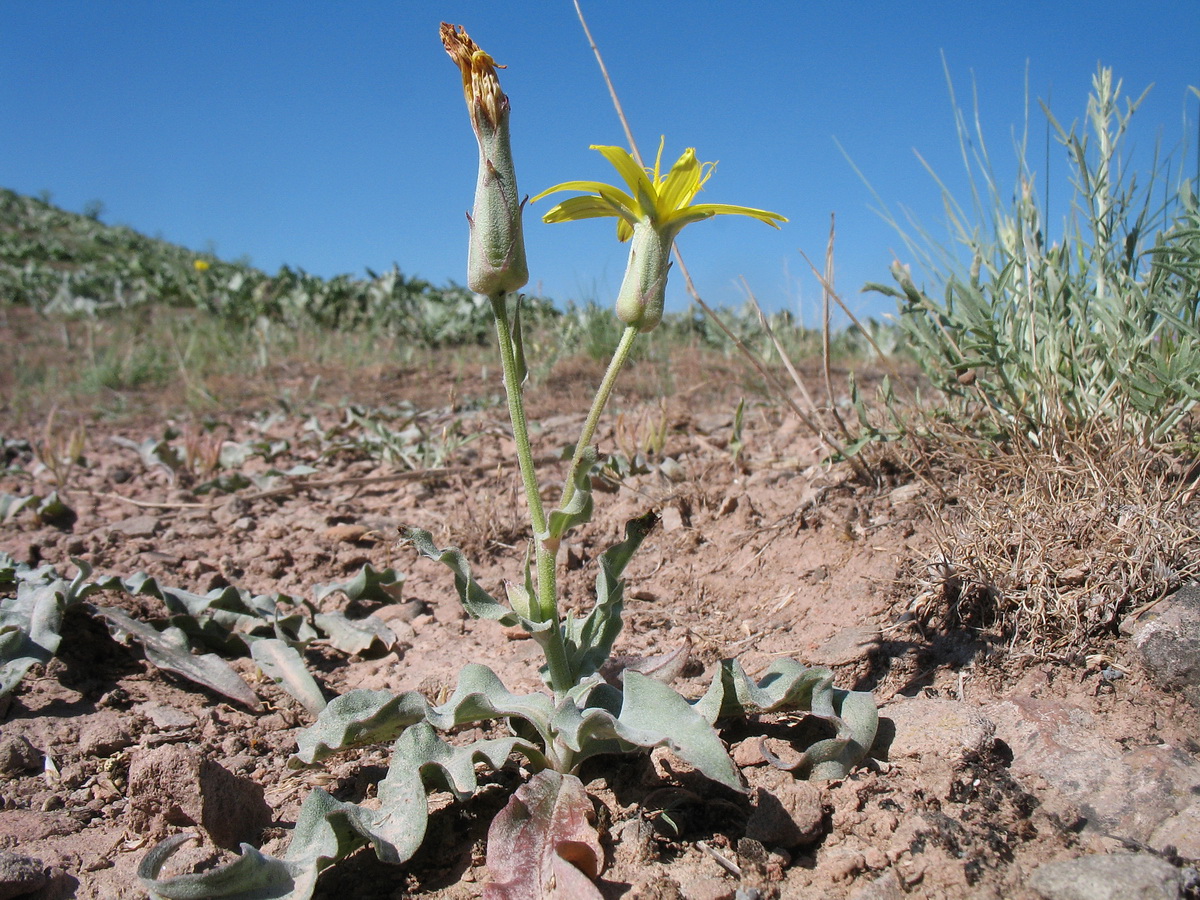 Image of Scorzonera inconspicua specimen.