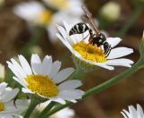 Anthemis ruthenica