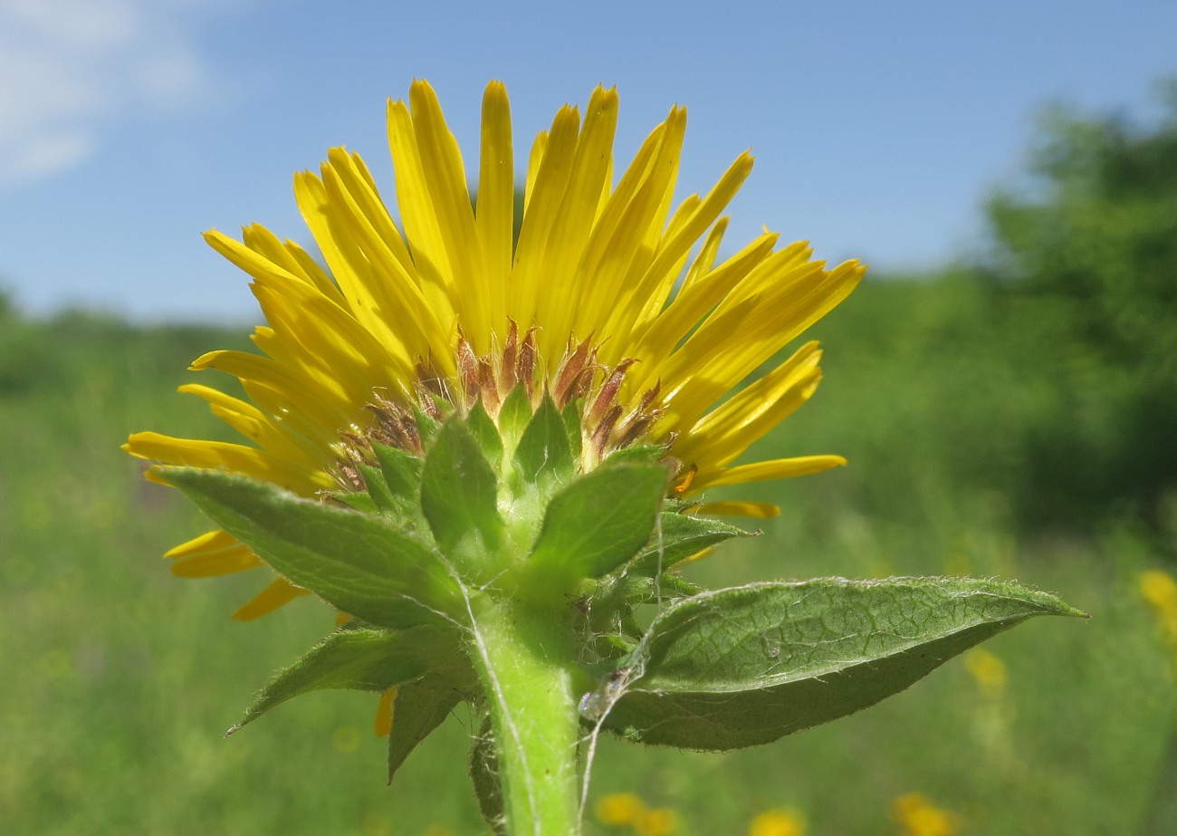 Image of Inula salicina specimen.