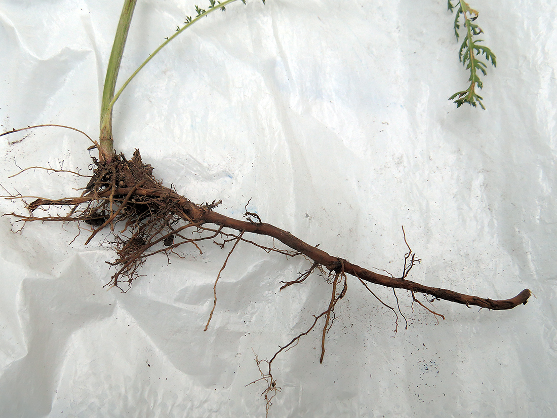 Image of Achillea setacea specimen.