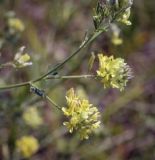 Medicago &times; varia
