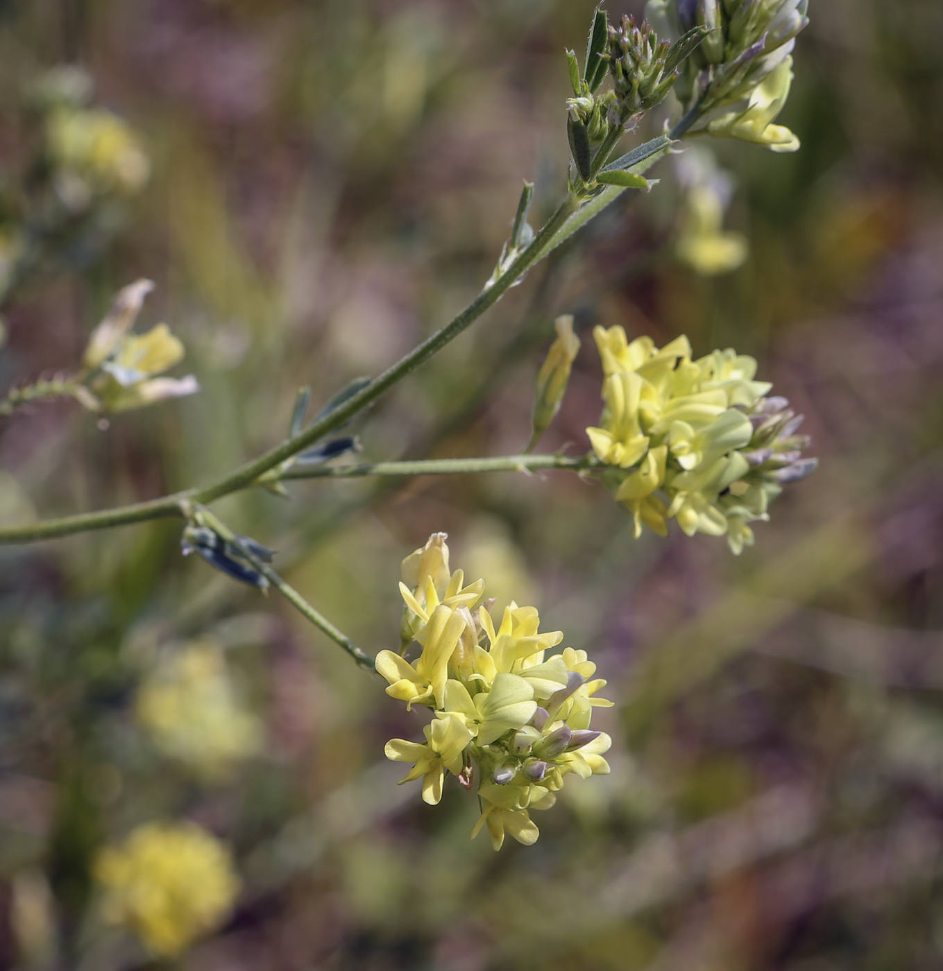 Изображение особи Medicago &times; varia.