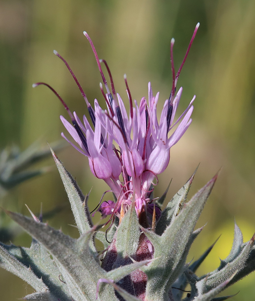 Image of Carthamus glaucus specimen.