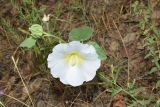 Alcea nudiflora