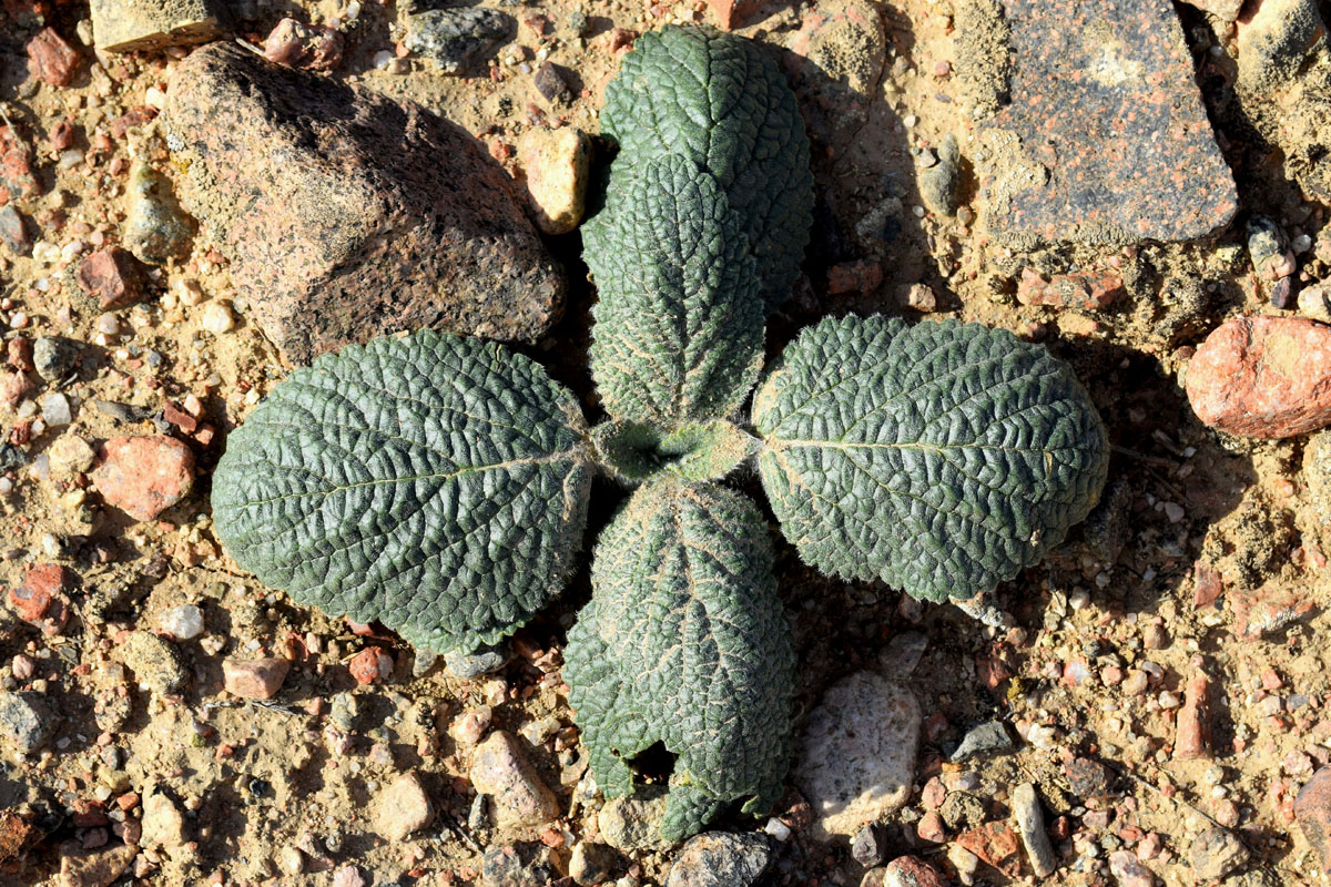 Image of Eremostachys isochila specimen.