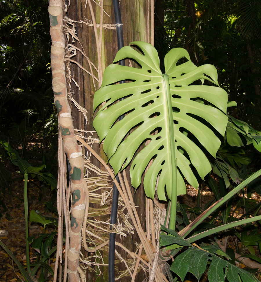 Изображение особи Monstera deliciosa.