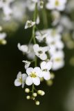 Crambe orientalis