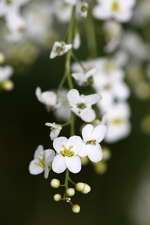 Изображение особи Crambe orientalis.