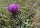 genus Carduus
