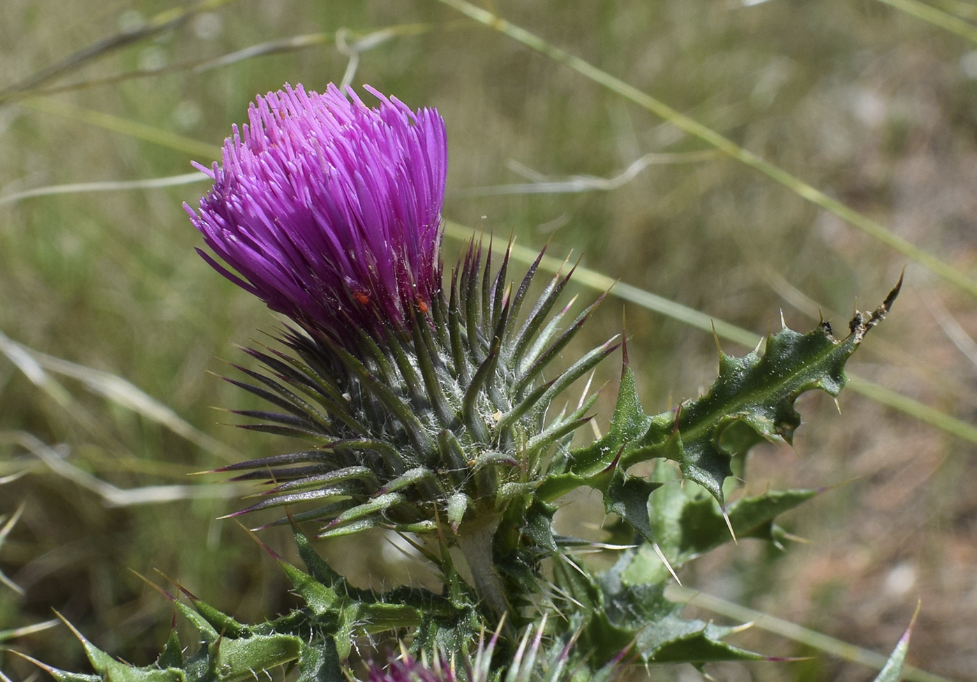 Image of genus Carduus specimen.