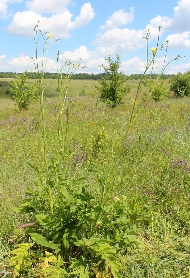 Image of Cephalaria litvinovii specimen.